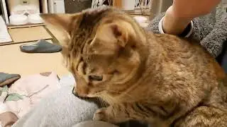 【保護猫】ふと気付けば一人ぼっちで淋しかったトト