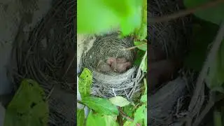 Day 1 Afternoon Last Baby Robin Finally Hatched. #nature #robin #eggs #birds #birdwatching