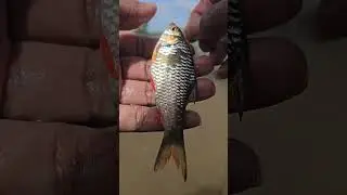 Healing in Nature | Best Fishing Videos at a Calm Lake🎣 #lakefishing #fishingtips #anglerlife