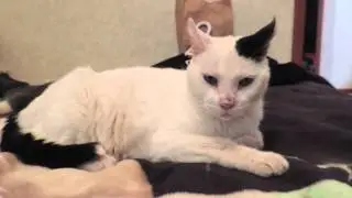 The Pigeon Cat (A Short Film by Diggss)