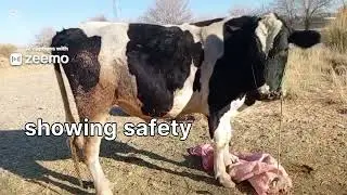 Massive Holstein-Friesian Breeding Bull