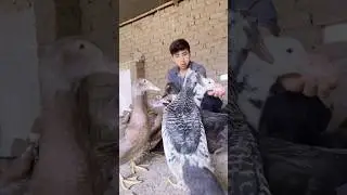 Qu&eacute; es m&aacute;s rentable criar gallinas o patos #shortsviral #patos #granja #pollo #shortvideo