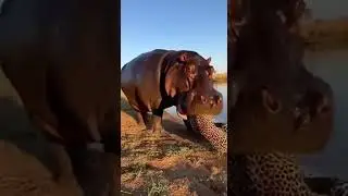 Clash Between Hippo and Leopard