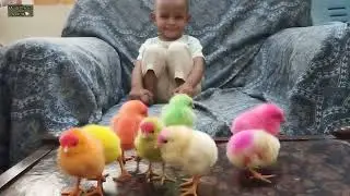 Chotty vloggers playing with cute baby chicks || daily vlogs || chotty vloggers channel #funny 