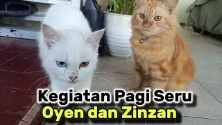 Kegiatan Pagi Seru Oyen & Zinzan Usai Sarapan! 😻🍽️