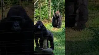 Gorillas cute and innocent reaction after meeting humans! #humanity #animals #animalshorts #gorilla
