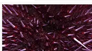 Sea urchin , Aristotle's Lantern
