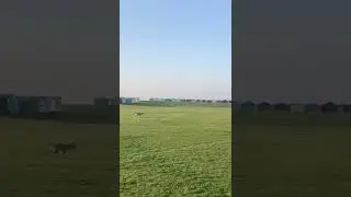GSD RECALL | BONNIE CHASING BIRDS HAND SIGN RECALL | GERMAN SHEPHERD