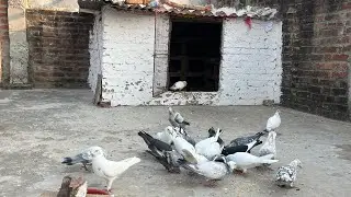 Yasine pigeon care is live!