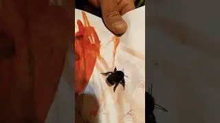 разогрев шмеля.