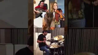 A Masterpiece #Music #tiktok #violin #drum #guitar #cat #animals #funny #shorts