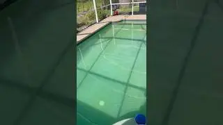 Nothing like an Algae Pool 🦠 Cleanup  #onlypools #pool #algae #cleanup #shorts