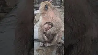 Mommy hug baby under rain ❤ #shorts #babymonkey #animals #monkeylove #foryou #monkeys