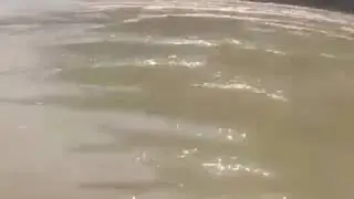 66lb (30kg) Himalayan Golden Mahseer New World Record - The GREATEST Fish