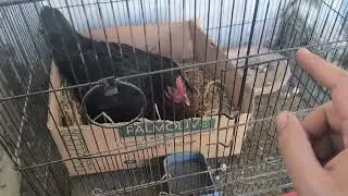 Pure Desi Broody Hen Home Breed By Waseem Sajjad Birds 1