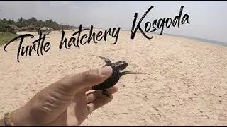 Releasing turtles into the sea at hatchery in Kosgoda Sri Lanka