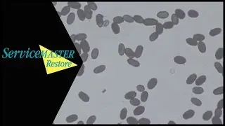 Mold Safety - What Are The Financial Costs of Mold - ServiceMaster Restore