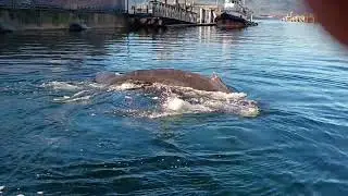 Callahan the transient whale spits on the croud