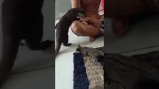 Musyawara kericuhan Kyubi (Kurama) VS Matatabi (Nibi), ditengahi si Galang berang-berang.