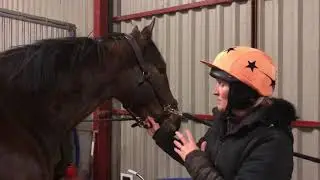 Submandibular lymph nodes in the horse