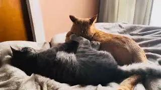 #89どんだけ好き合ってるん⁉︎はる兄たんとかえでにゃん♡
