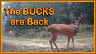 The Bucks are roaming around our Missouri Ozark Farm - Trail Cam Tuesday - August 26, 2026