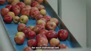 How VOG Improved Apple Sales Planning with Real-Time Size Data | US Global Agtech Tour &ndash; Hectre