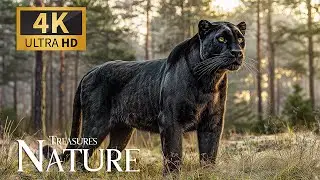 Hidden Treasures of Nature 4K 🌿 Wilderness Quest with Tranquil Piano Echoes for a Hushed Mood