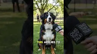 Tag someone who needs this. #omgtheytalk #bernersennenhund #dog #ai #interview #advice #lifelessons