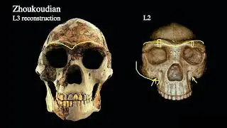 16 2 E Asia, Mid Pleistocene