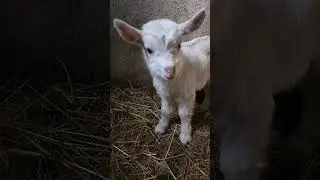 Baby goat 