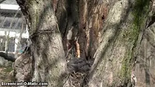 Great Horned Owl nest, Indiana 2020-03-03 Hazardous behaviour. Be careful squirrel!
