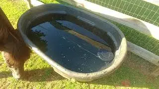 Как не допустить попадания личинок комаров в воду для лошадей