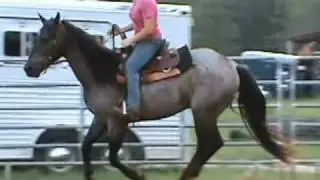 Sonnys Doc Henry: beautiful blue roan AQHA gelding *FOR SALE*