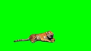 #PremKrishna    Tiger green screen video