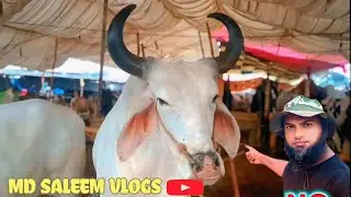 Gay mandi 2025 sajani town with family and friend