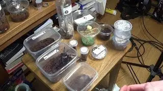British Tarantula Society Warwick Pick ups 2019