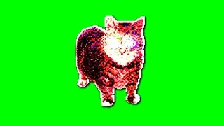 OIIA OIIA AURA Spinning CAT (Sped Up)