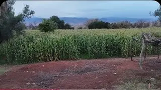💥فلوك فلبلاد عند جداتي🥰 الحمد لله امطار الخير 🌧️ وشاركت معاكوم خيرات بلادنا💥#اكسبلور 