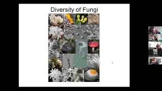 Fungi   Friend or Foe by Roy Stewart