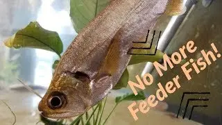 Payara Pellet Training & More K1 Kaldnes!