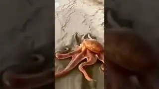 what is this#short #video #plj subscribe