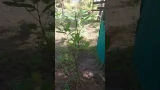🍋 &ldquo;Future Orchard in the Making | Planting New Fruit Trees!&rdquo;#FruitOrchard #FarmJourney #Organic