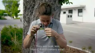 The chestnut leaf miner - A known pest in the green space