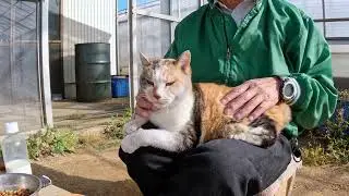 【野良猫ココちゃん】短縮版23118