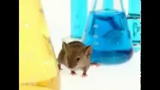 Repel Rodents with Victor PestChaser Repellents
