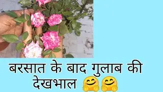 How to take care of rose plant || Geeta's Green Garden||