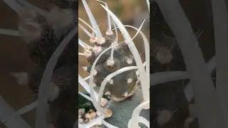 Tephrocactus Papyracanthus (Paper Spine cactus)