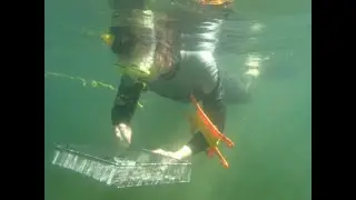 Staff Spotlight with Meg Modley - Lake Champlain Aquatic Invasive Species