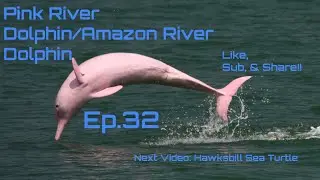 Episode 32 | Pink River Dolphin | The Animal Kid